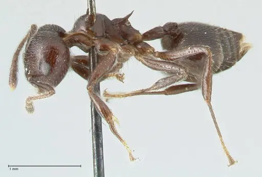 Crematogaster impressiceps specimen FOCOL1784 image focol1784_3