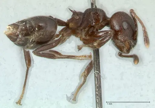 Crematogaster impressiceps specimen FOCOL1784 image focol1784_4