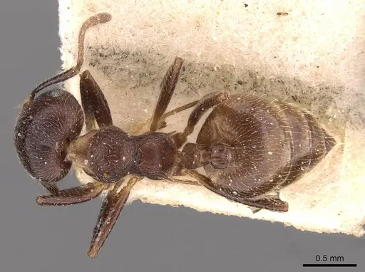 Crematogaster inconspicua specimen CASENT0908536 image casent0908536_1
