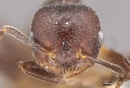 Crematogaster inconspicua specimen CASENT0908536 image casent0908536_2