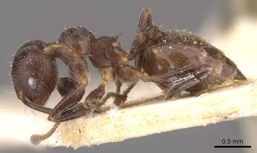 Crematogaster inconspicua specimen CASENT0908536 image casent0908536_3