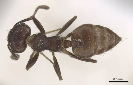 Crematogaster inconspicua specimen CASENT0919669 image casent0919669_1