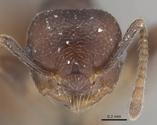 Crematogaster inconspicua specimen CASENT0919669 image casent0919669_2