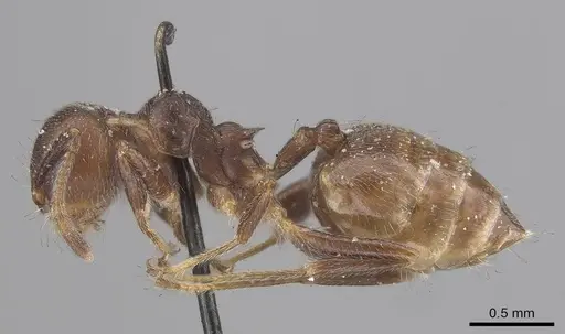 Crematogaster inconspicua specimen CASENT0919669 image casent0919669_3
