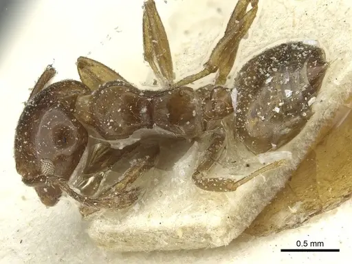 Crematogaster incorrecta specimen CASENT0912686 image casent0912686_1