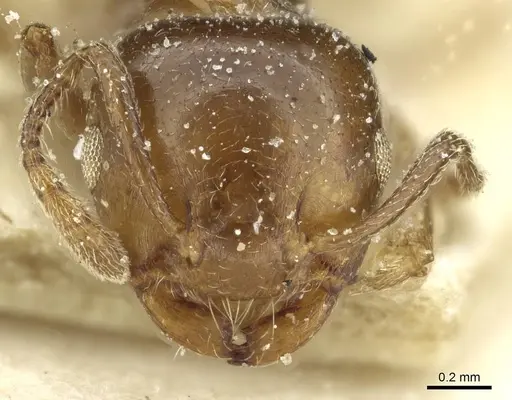 Crematogaster incorrecta specimen CASENT0912686 image casent0912686_2