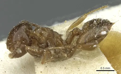 Crematogaster incorrecta specimen CASENT0912686 image casent0912686_3