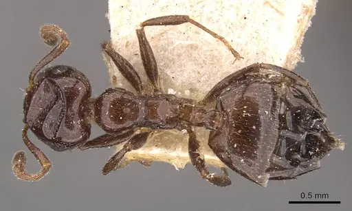 Crematogaster inermis specimen CASENT0908481 image casent0908481_1