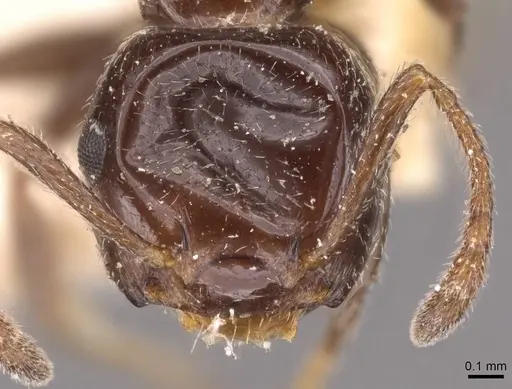 Crematogaster inermis specimen CASENT0908481 image casent0908481_2
