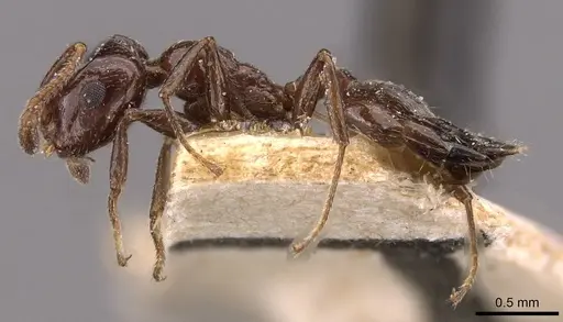 Crematogaster inermis specimen CASENT0908481 image casent0908481_3