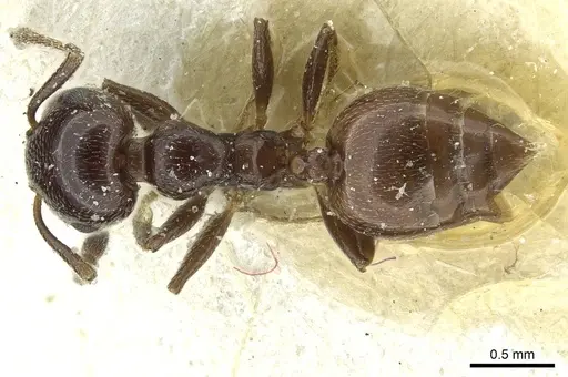 Crematogaster inermis specimen CASENT0912687 image casent0912687_1