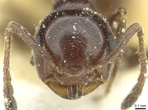 Crematogaster inermis specimen CASENT0912687 image casent0912687_2