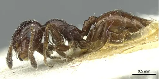 Crematogaster inermis specimen CASENT0912687 image casent0912687_3