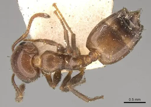 Crematogaster inermis specimen CASENT0914151 image casent0914151_1