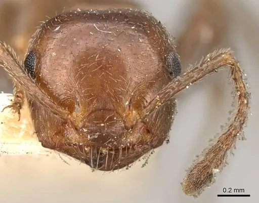 Crematogaster inermis specimen CASENT0914151 image casent0914151_2