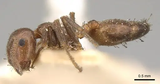 Crematogaster inermis specimen CASENT0914151 image casent0914151_3