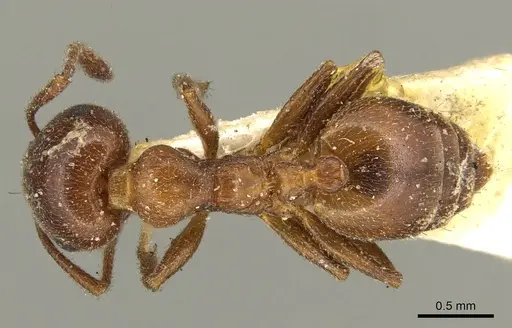 Crematogaster inermis specimen CASENT0916083 image casent0916083_1
