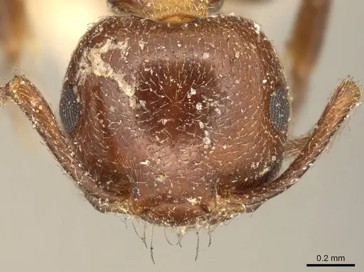Crematogaster inermis specimen CASENT0916083 image casent0916083_2