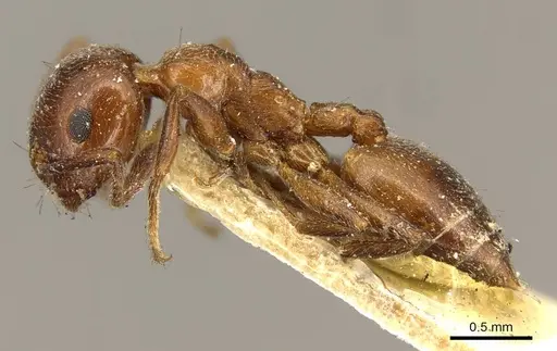 Crematogaster inermis specimen CASENT0916083 image casent0916083_3