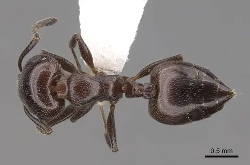 Crematogaster inermis specimen CASENT0922679 image casent0922679_1