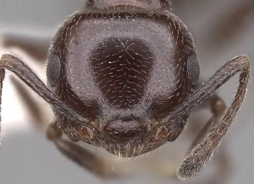 Crematogaster inermis specimen CASENT0922679 image casent0922679_2
