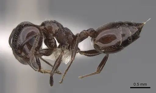 Crematogaster inermis specimen CASENT0922679 image casent0922679_3