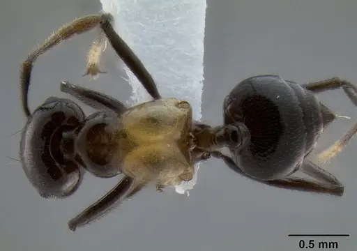 Crematogaster inflata specimen CASENT0193621 image casent0193621_1