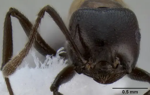 Crematogaster inflata specimen CASENT0193621 image casent0193621_2