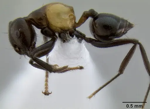 Crematogaster inflata specimen CASENT0193621 image casent0193621_3