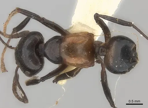 Crematogaster inflata specimen CASENT0217847 image casent0217847_1
