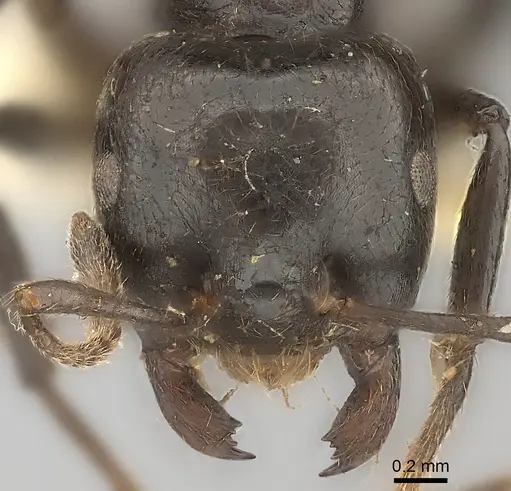 Crematogaster inflata specimen CASENT0217847 image casent0217847_2