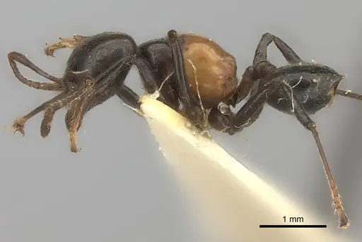 Crematogaster inflata specimen CASENT0217847 image casent0217847_3