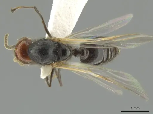 Crematogaster inflata specimen CASENT0634240 image casent0634240_1