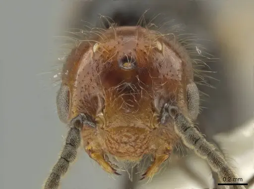Crematogaster inflata specimen CASENT0634240 image casent0634240_2