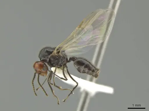 Crematogaster inflata specimen CASENT0634240 image casent0634240_3