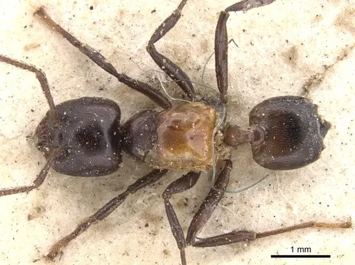 Crematogaster inflata specimen CASENT0901438 image casent0901438_1