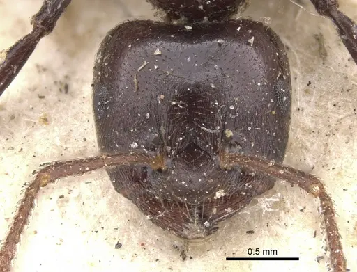 Crematogaster inflata specimen CASENT0901438 image casent0901438_2