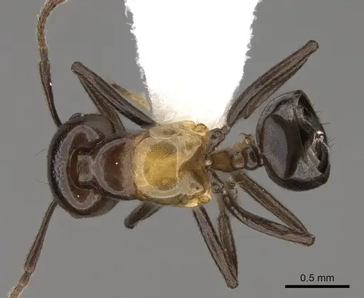 Crematogaster inflata specimen CASENT0922670 image casent0922670_1