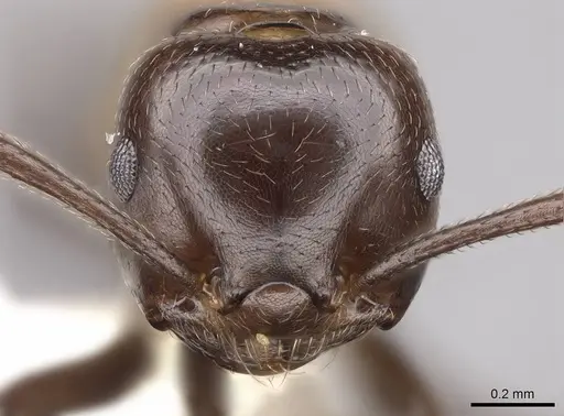 Crematogaster inflata specimen CASENT0922670 image casent0922670_2