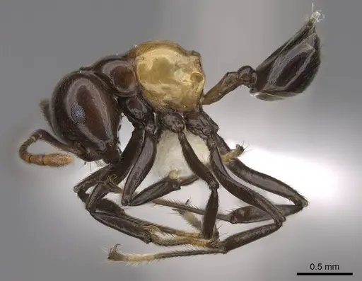Crematogaster inflata specimen CASENT0922670 image casent0922670_3
