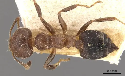 Crematogaster innocens specimen CASENT0908584 image casent0908584_1