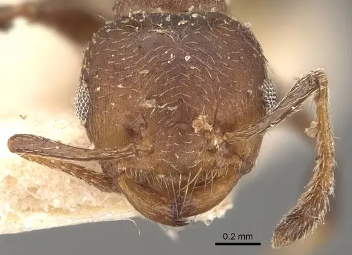 Crematogaster innocens specimen CASENT0908584 image casent0908584_2