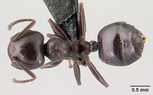 Crematogaster ionia specimen CASENT0179888 image casent0179888_1