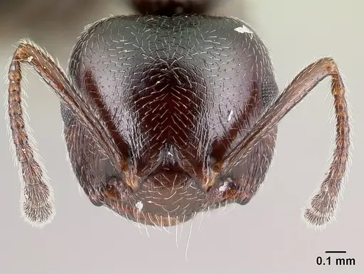 Crematogaster ionia specimen CASENT0179888 image casent0179888_2