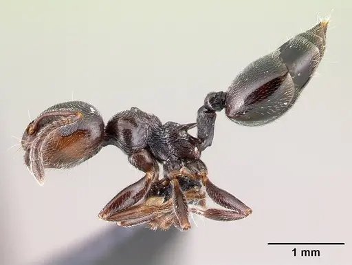 Crematogaster ionia specimen CASENT0179888 image casent0179888_3