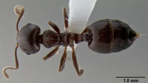 Crematogaster ionia specimen CASENT0193617 image casent0193617_1