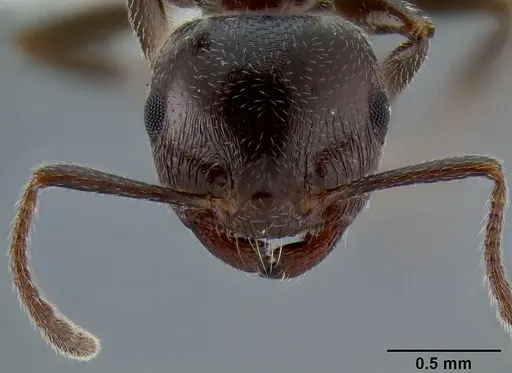 Crematogaster ionia specimen CASENT0193617 image casent0193617_2