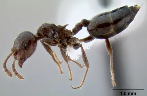 Crematogaster ionia specimen CASENT0193617 image casent0193617_3