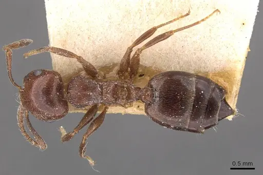 Crematogaster ionia specimen CASENT0908491 image casent0908491_1