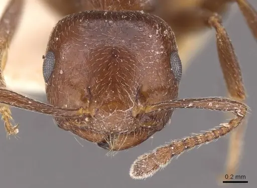 Crematogaster ionia specimen CASENT0908491 image casent0908491_2